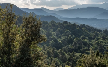 Δασικό τοπίο στον Όλυμπο