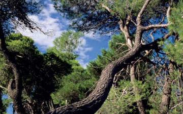 Δάσος χαλεπίου πεύκης στην Πελοπόννησο