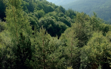 Μικτό δάσος δασικής πεύκης, σημύδας και οξιάς στη Ροδόπη