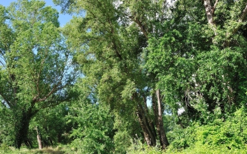 Δάση στοές με είδη λεύκας και ιτιάς στον ποταμό Νέστο - Τύπος οικοτόπου 92Α0