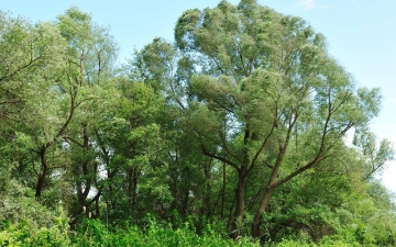 Δάση στοές με είδη λεύκας και ιτιάς στον ποταμό Νέστο - Τύπος οικοτόπου 92Α0