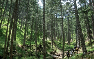 Πεζοπορία σε δάσος μαύρης πεύκης στην Πίνδο
