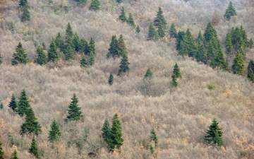 Εισβολή ελάτης σε δρυοδάσος στο Δάσος Ασπροποτάμου – Καλαμπάκας_2
