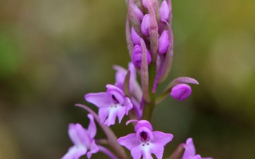 Η ορχιδέα Orchis quadripunctata