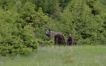 Καφέ αρκούδα (Ursus arctos)