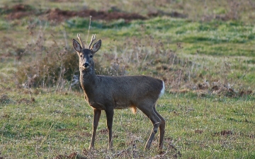 Ζαρκάδι (Capreolus capreolus)