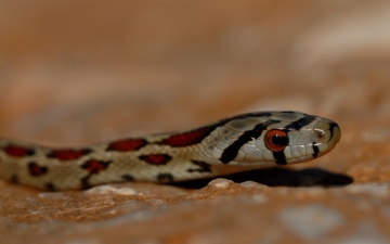 Σπιτόφιδο (Zamenis situla)